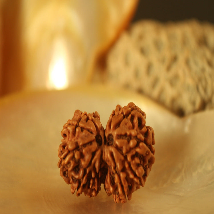 Divine Elite Rudraksha