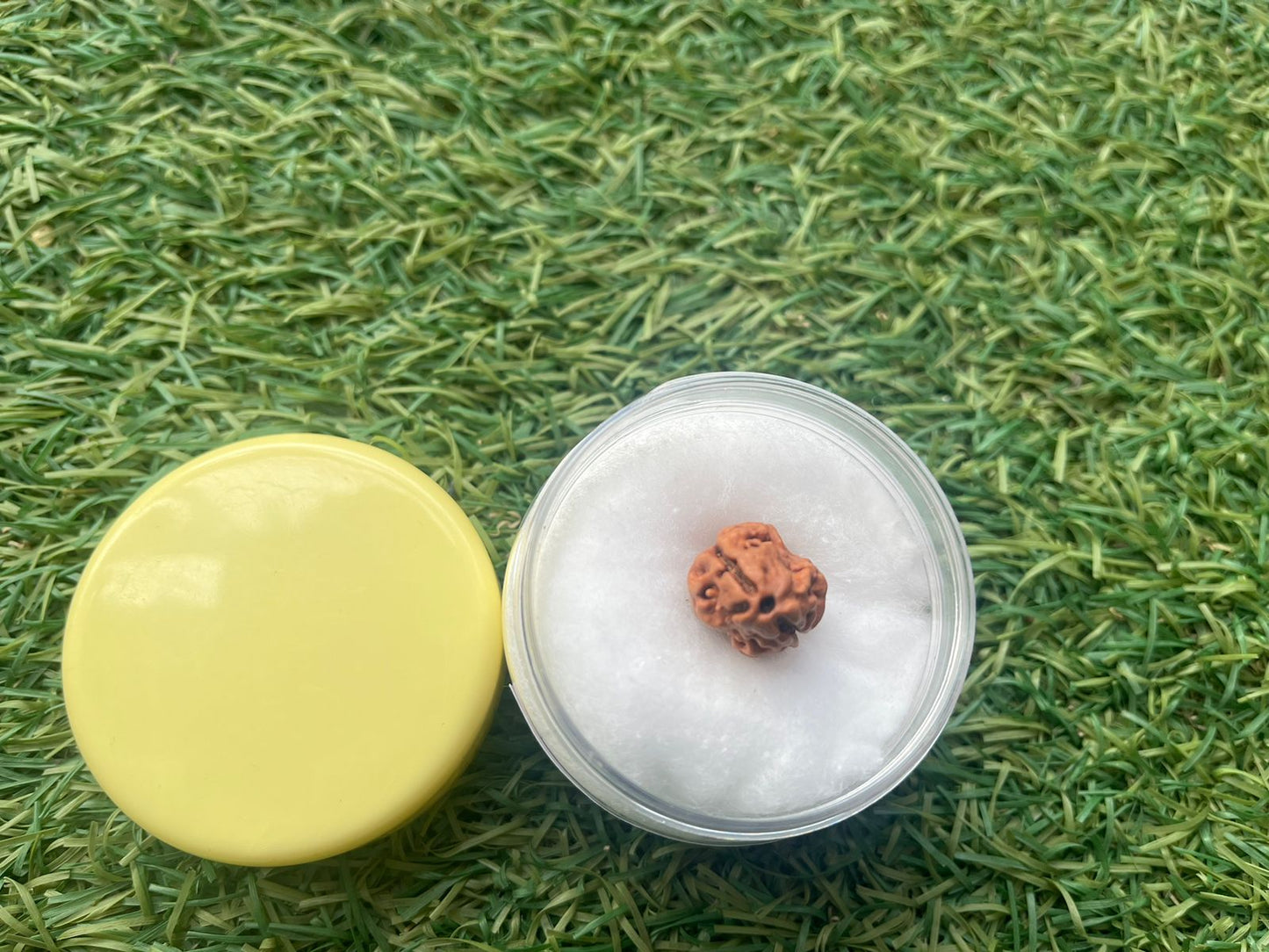 Hand Picked Rudraksha by ShivaRatna