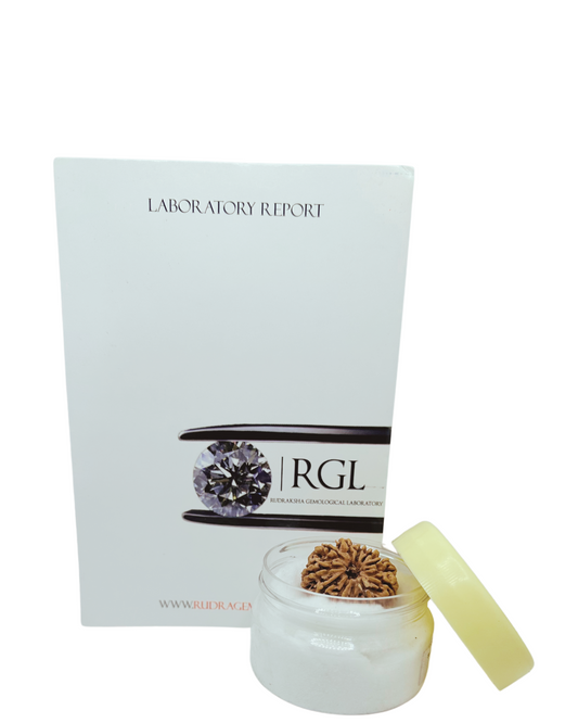 collectr 11mukhi rudraksha