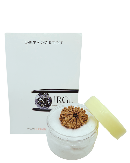 iso certified 11mukhi rudraksha b y shivaratna