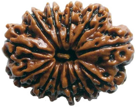 12mukhi rudraksha by shivaratna