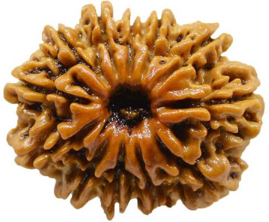 12 mukhi rudraksha price