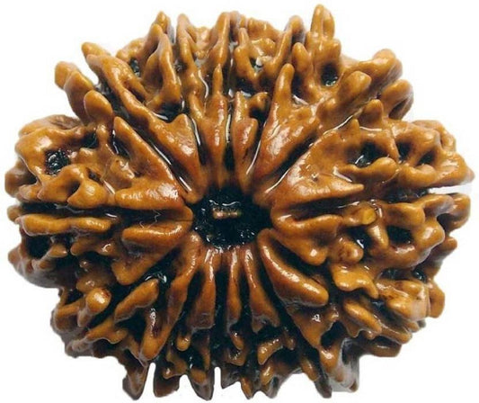 13mukhi orignal rudraksha by shivaratna