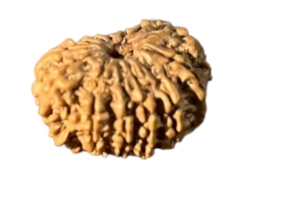 orignal 13mukhi nepali bead