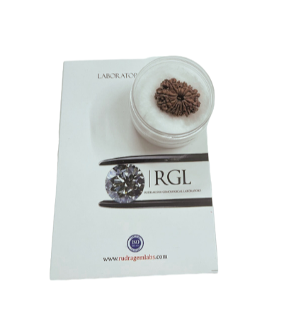 ShivaRatna 15 Mukhi/ Fifteen Face Rudraksha with Certificate of Authenticity (Elite Range)