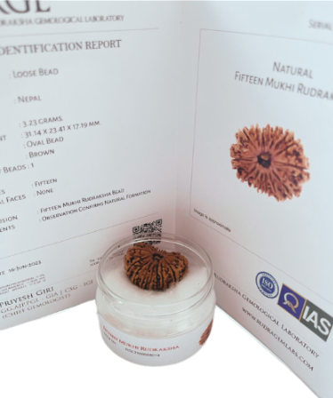 ShivaRatna 15 Mukhi/ Fifteen Face Rudraksha with Certificate of Authenticity (Elite Range)