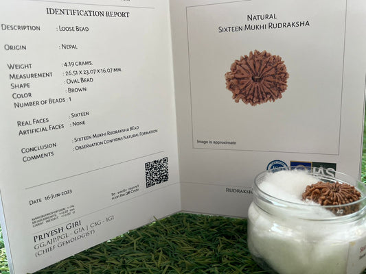 ShivaRatna 16 Mukhi/ Sixteen Face Rudraksha with Certificate of Authenticity (Elite Range)