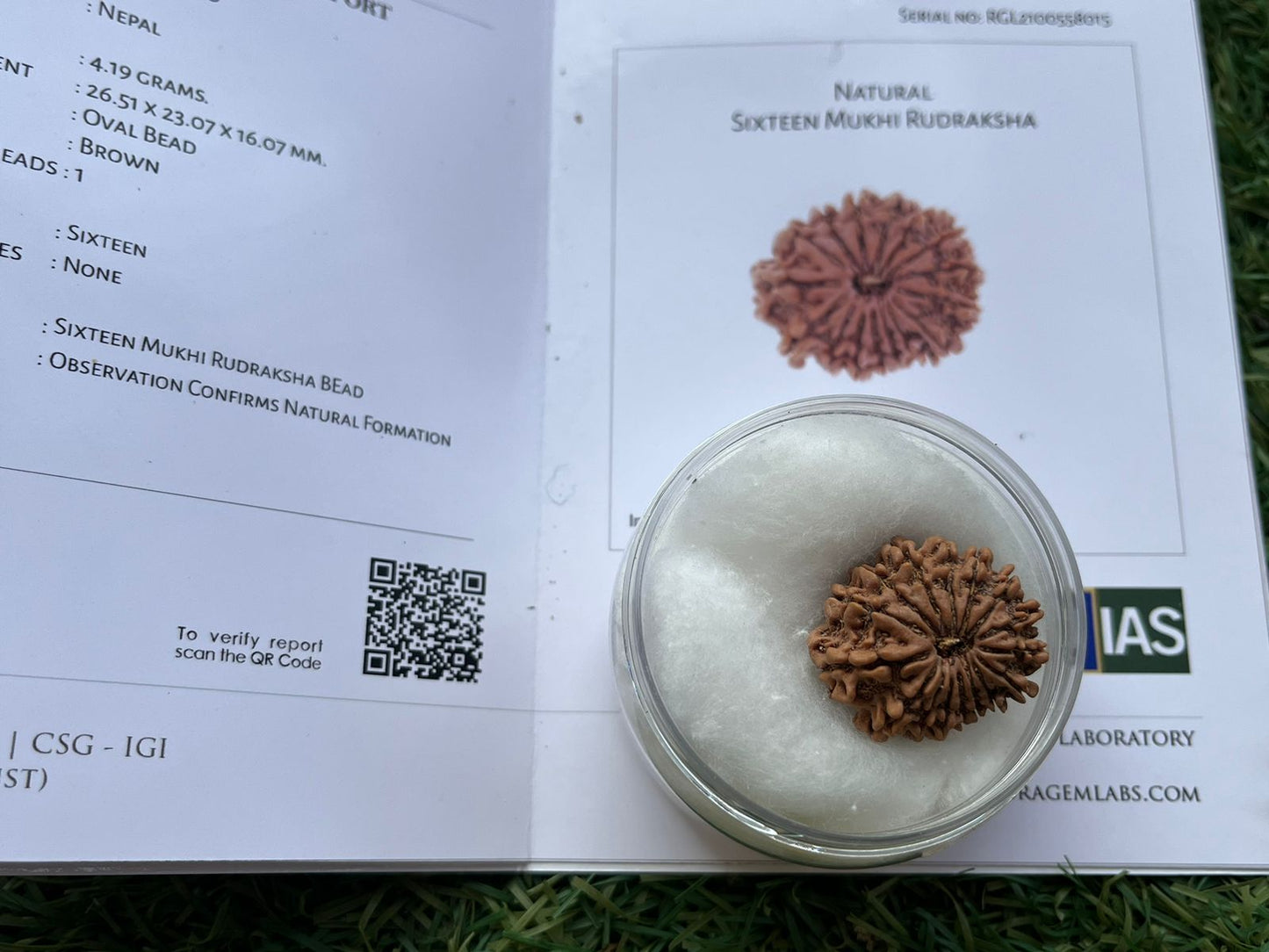 ShivaRatna 16 Mukhi/ Sixteen Face Rudraksha with Certificate of Authenticity (Elite Range)