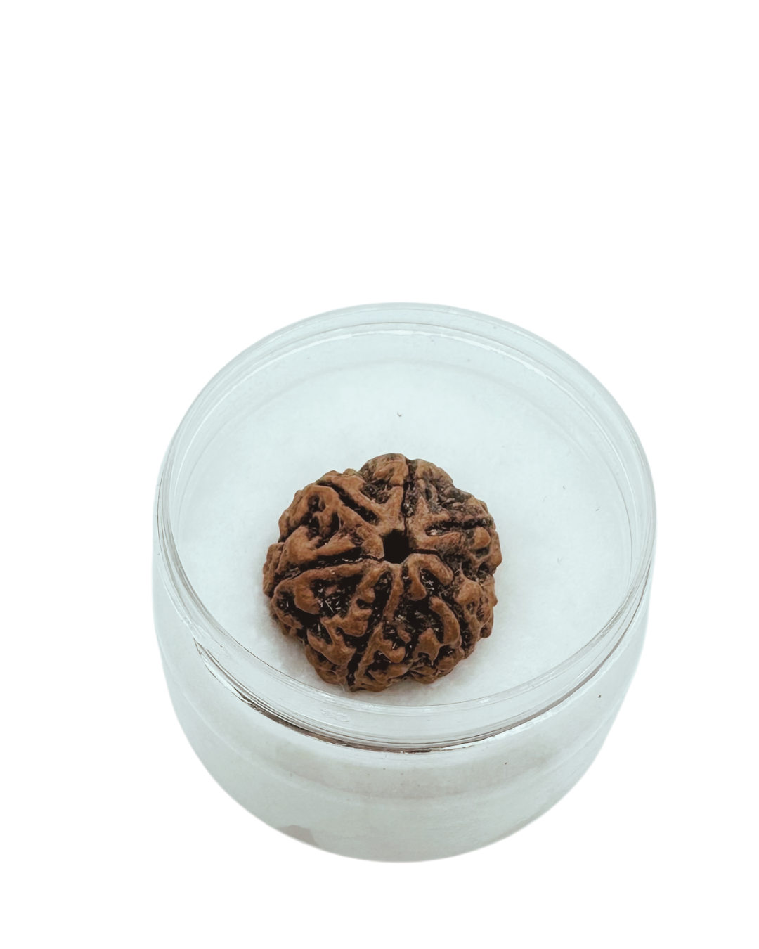 ShivaRatna 6 Mukhi / six Face Rudraksha with Certificate of Authenticity (Elite Range)