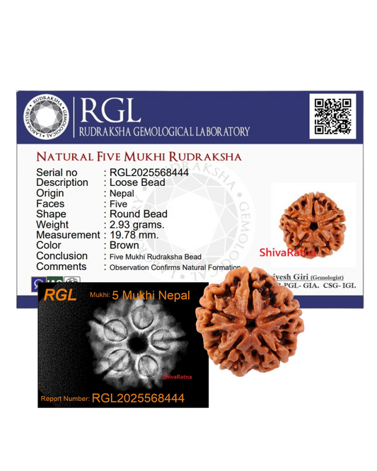 ShivaRatna 5 Mukhi Rudraksha – Lab Certified (Nepal Origin), Well-Shaped, Matured Bead with X-ray Verification Report