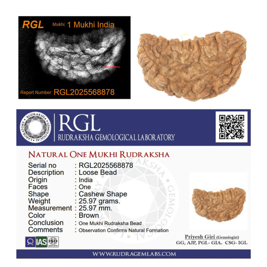 ShivaRatna1 Mukhi X Ray Certified Rudraksha Bead - Hand Picked - One Face - | Good Shape and Grown Beads