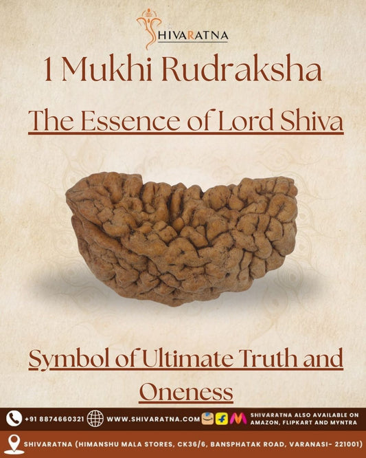 ShivaRatna1 Mukhi X Ray Certified Rudraksha Bead - Hand Picked - One Face - | Good Shape and Grown Beads