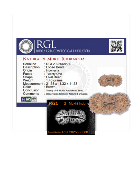 21mukhi with xray and iso certified by shivaratna