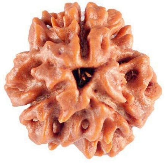 3 mukhi rudraksha