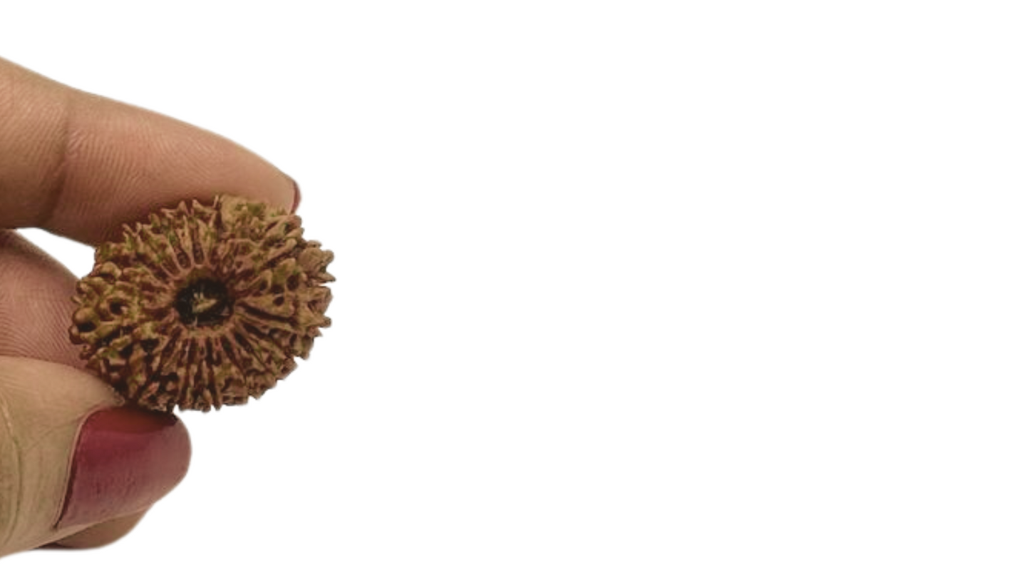 ShivaRatna 16 Mukhi/ Sixteen Face Rudraksha with Certificate of Authenticity