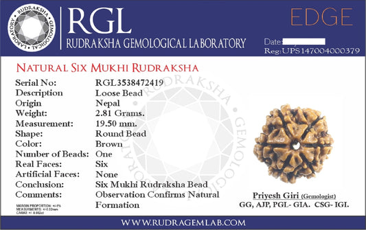 certified 6mukhi rudraksha