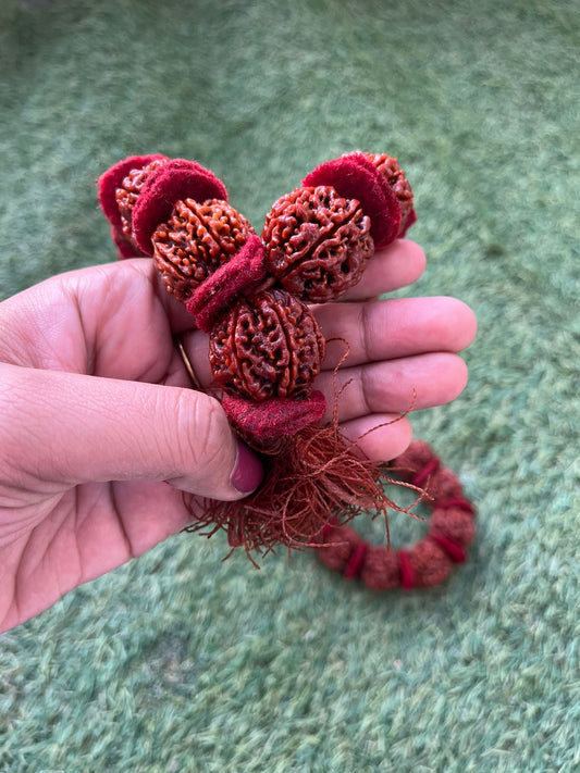 6mukhi rudraksha by shivaratna