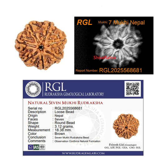 rudraksdha by shivaratna