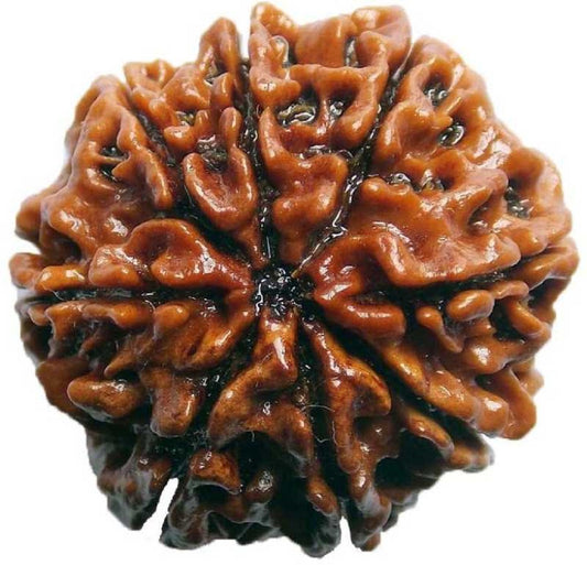 ShivaRatna 8 Mukhi/Eight Face Rudraksha with Certificate of Authenticity