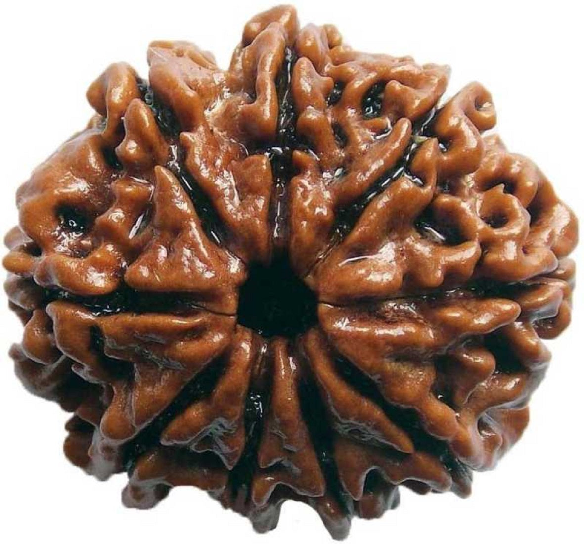 ShivaRatna 9 Mukhi/Nine Face Rudraksha with Certificate of Authenticity