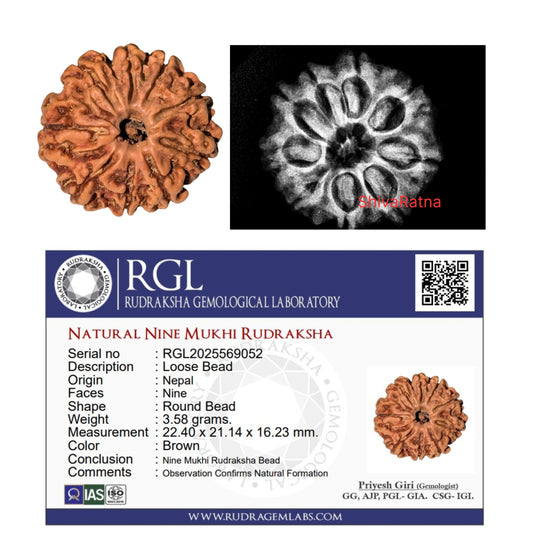 9mukhui rudraksha with xray report by shivaratna