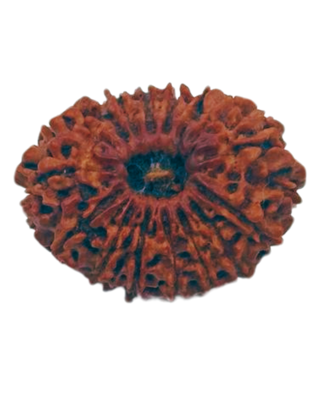 ShivaRatna 16 Mukhi/ Sixteen Face Rudraksha with Certificate of Authenticity