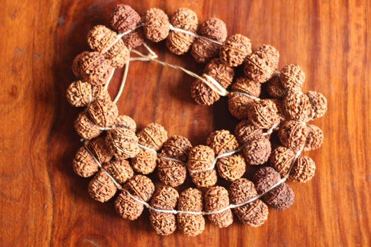 ShivaRatna Gaurishankar Kantha Rudraksha Mala-32 beads (lab Certified) - ShivaRatna