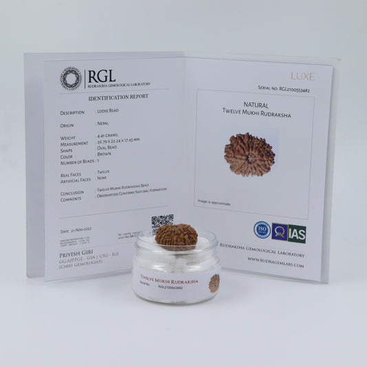 12 mukhi rudraksha by shivaratna