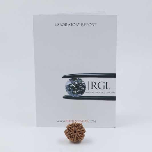 7 mukhi rudraksha price