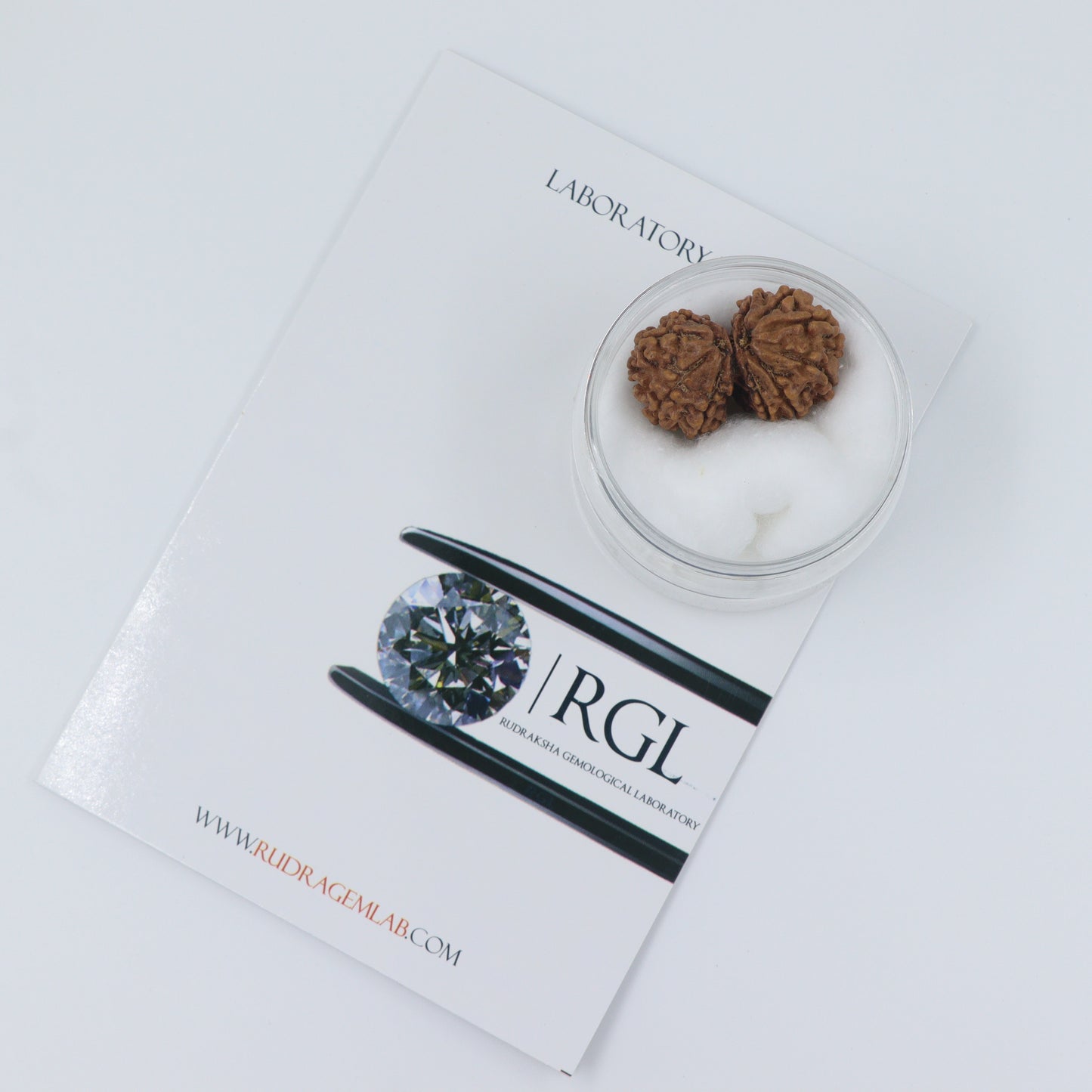 ShivaRatna Gauri Shankar Rudraksha with Certificate of Authenticity (Elite Range) Collector Size - ShivaRatna