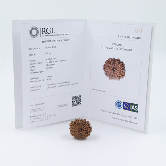 11 mukhi rudraksha benefits