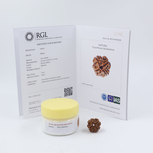 Elite range of 4 mukhi rudraksha by shivaratna