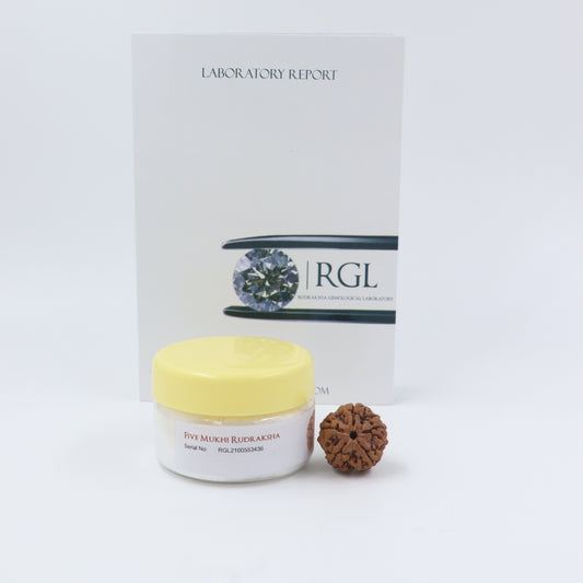 ShivaRatna 5 Mukhi/Five Face Rudraksha with Certificate of Authenticity (Elite Range) - ShivaRatna