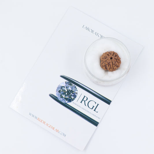 ShivaRatna 5 Mukhi/Five Face Rudraksha with Certificate of Authenticity (Elite Range) - ShivaRatna