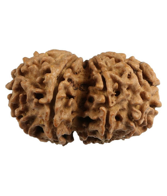 ShivaRatna Gauri Shankar Rudraksha - Certified - Nepal (Mature & Premium Bead) with Strong Natural Joint - ShivaRatna