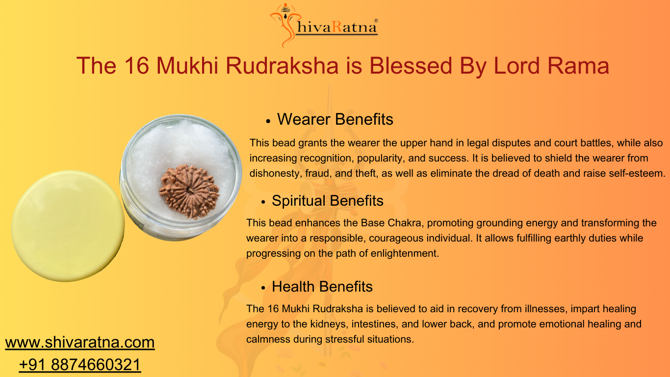 16mukhi rudraksha