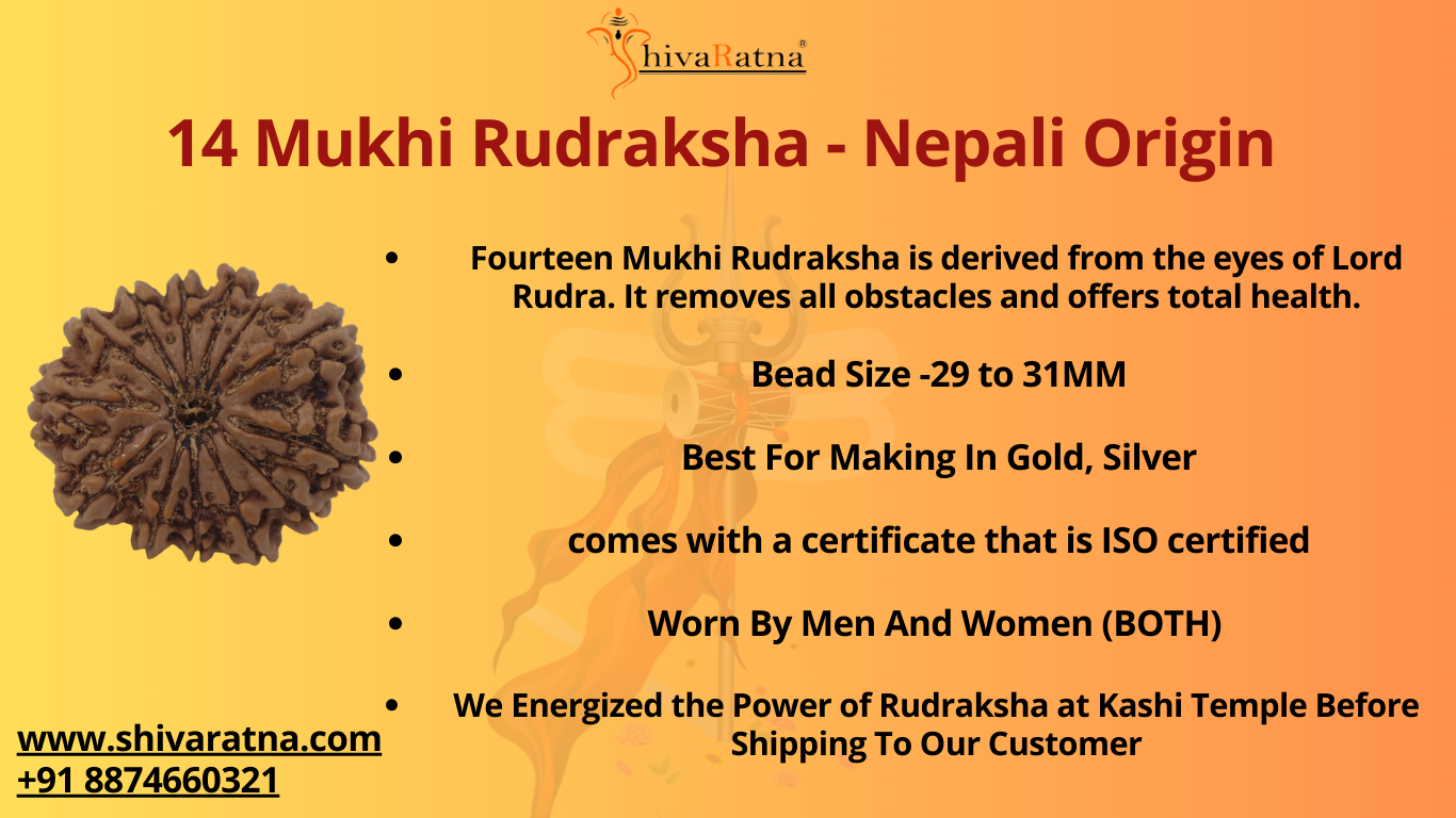ShivaRatna 14 Mukhi Lab Certified Rudraksha (Origin Nepali) Premium Bead