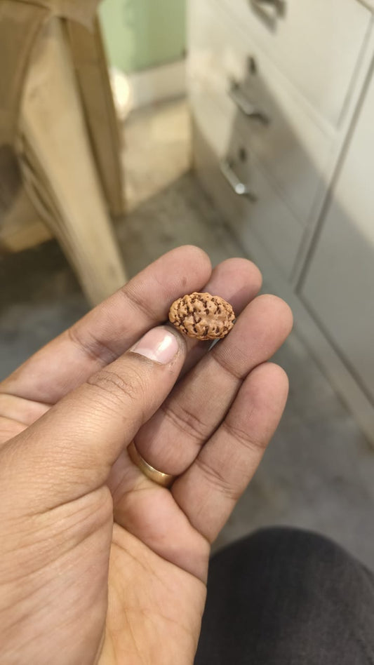 ShivaRatna 2 Mukhi /Two Face Rudraksha with Certificate of Authenticity (Elite Range)