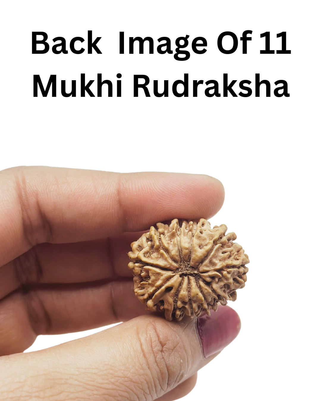 ShivaRatna 11 Mukhi Lab Certified Rudraksha (Origin Nepali) Super Elite (Collector) Bead