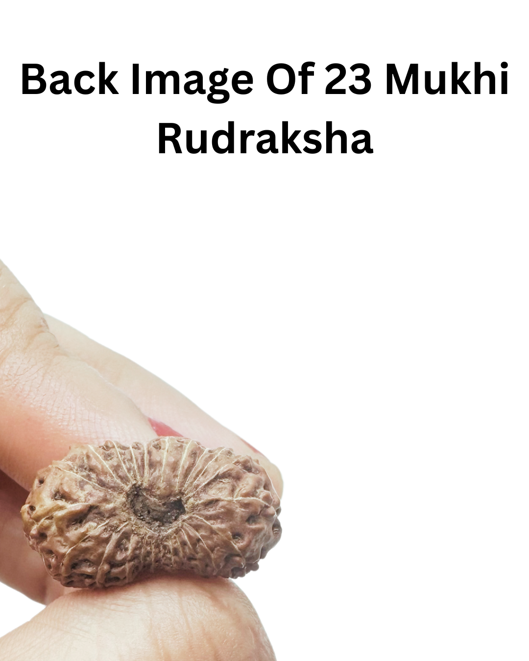 ShivaRatna 23 Mukhi Rudraksha with Certificate of Authenticity (Elite Range)