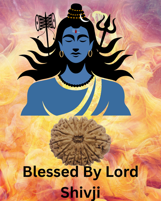 ShivaRatna 14 Mukhi Lab Certified Rudraksha (Origin Nepali) Super Elite Bead