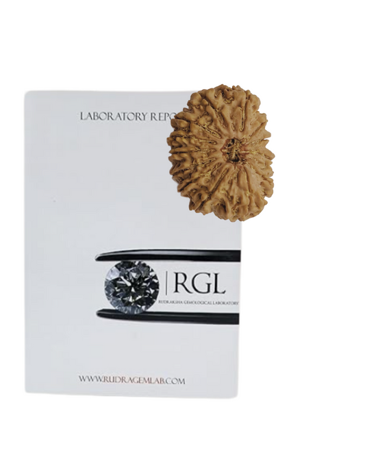 iso certified 14mukhi rudraksha bys hivaratna