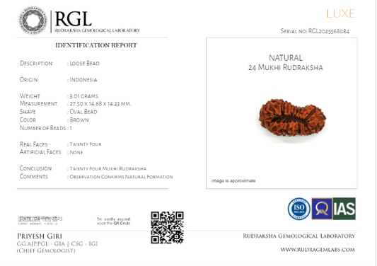 ShivaRatna 24 Mukhi Rudraksha with Certificate of Authenticity (Super Elite Range)