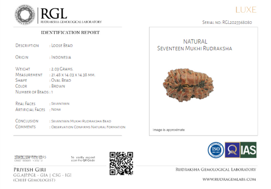 ShivaRatna 17 Mukhi (Java) Rudraksha- Lab Certified