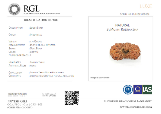 indonesian orignal 23mukhi certifiecate