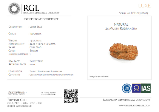 ShivaRatna 24 Mukhi Rudraksha with Certificate of Authenticity (Elite Range)