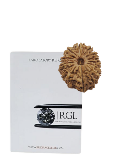 iso certified 14mukhi rudraksha by shivaratna