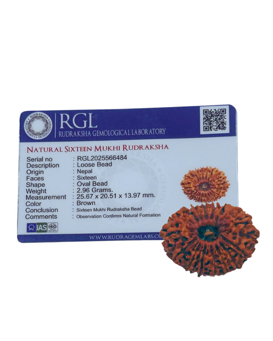 ShivaRatna 16 Mukhi/ Sixteen Face Rudraksha with Certificate of Authenticity
