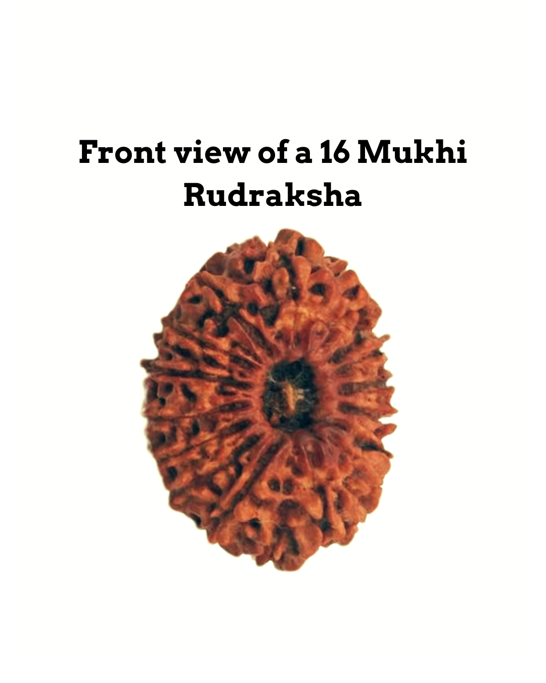 ShivaRatna 16 Mukhi/ Sixteen Face Rudraksha with Certificate of Authenticity
