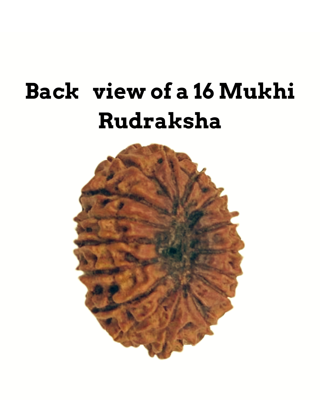ShivaRatna 16 Mukhi/ Sixteen Face Rudraksha with Certificate of Authenticity
